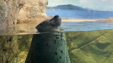 新江ノ島水族館に投稿された画像（2022/5/6）