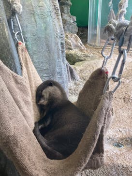 新江ノ島水族館に投稿された画像（2022/5/6）