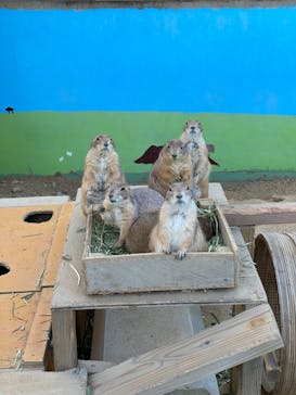 淡路ファームパーク イングランドの丘に投稿された画像（2022/5/6）