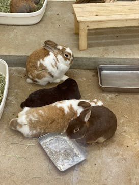 淡路ファームパーク イングランドの丘に投稿された画像（2022/5/6）