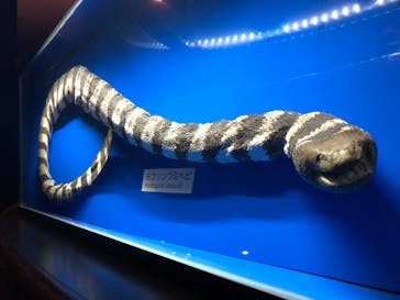 沖縄美ら海水族館に投稿された画像（2022/5/6）