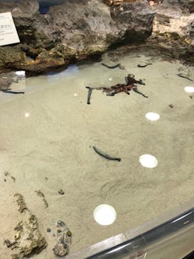 沖縄美ら海水族館に投稿された画像（2022/5/6）