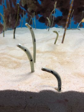 沖縄美ら海水族館に投稿された画像（2022/5/6）