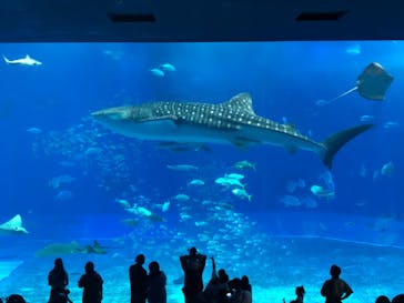 沖縄美ら海水族館に投稿された画像（2022/5/6）