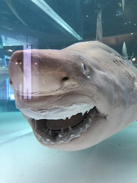 沖縄美ら海水族館に投稿された画像（2022/5/6）