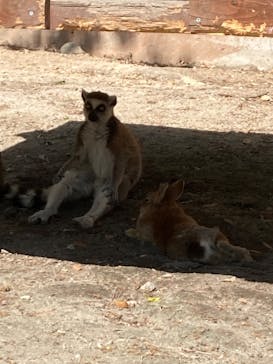 しろとり動物園に投稿された画像（2022/5/6）