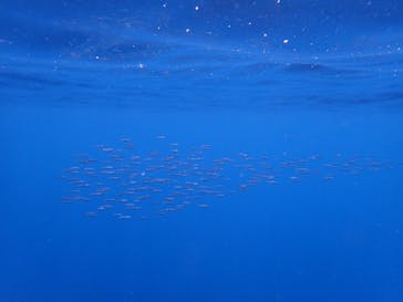 オレンジフィッシュに投稿された画像（2022/5/6）