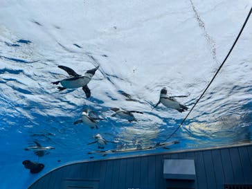 サンシャイン水族館に投稿された画像（2022/5/6）