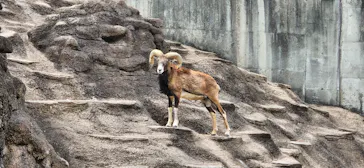 天王寺動物園に投稿された画像（2022/5/6）