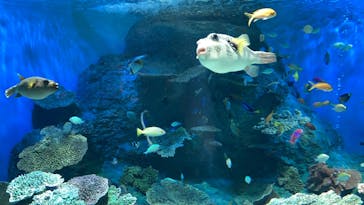 しながわ水族館に投稿された画像（2022/5/6）