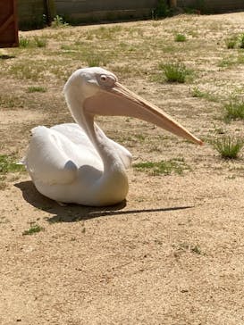 淡路ファームパーク イングランドの丘に投稿された画像（2022/5/6）