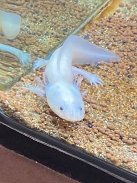 淡路ファームパーク イングランドの丘に投稿された画像（2022/5/6）