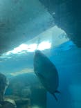 しながわ水族館に投稿された画像（2022/5/7）