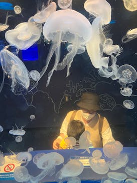 しながわ水族館に投稿された画像（2022/5/6）