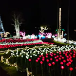 美らヤシパークオキナワ・東南植物楽園に投稿された画像（2022/5/7）