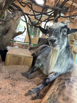 長崎バイオパークに投稿された画像（2022/5/7）