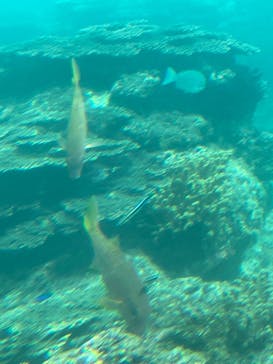 串本海中公園水族館に投稿された画像（2022/5/7）