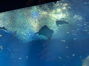 アクアワールド茨城県大洗水族館に投稿された画像（2022/5/7）