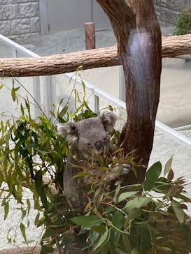 淡路ファームパーク イングランドの丘に投稿された画像（2022/5/7）