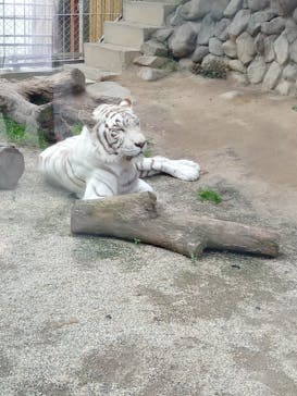 東武動物公園に投稿された画像（2022/5/7）