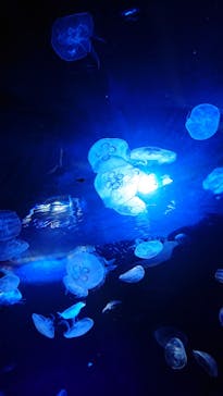 サンシャイン水族館に投稿された画像（2022/5/7）