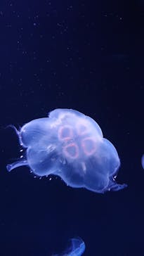 サンシャイン水族館に投稿された画像（2022/5/7）