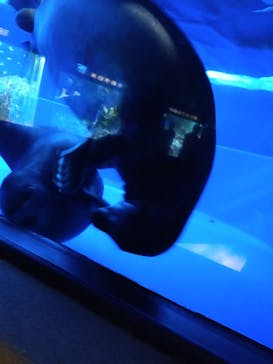 サンシャイン水族館に投稿された画像（2022/5/7）