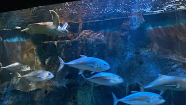 ゼロ距離水族館 伊勢シーパラダイスに投稿された画像（2022/5/7）