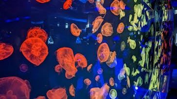 名古屋港水族館に投稿された画像（2022/5/7）