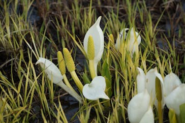 志賀高原焼額山スキー場に投稿された画像（2022/5/7）