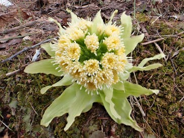 志賀高原焼額山スキー場に投稿された画像（2022/5/7）