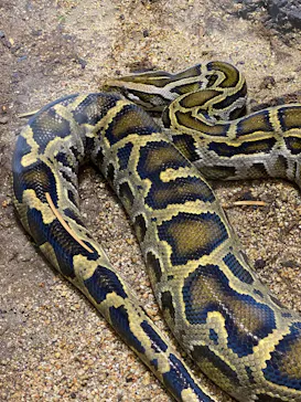 天王寺動物園に投稿された画像（2022/5/7）