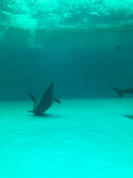 しながわ水族館に投稿された画像（2022/5/7）