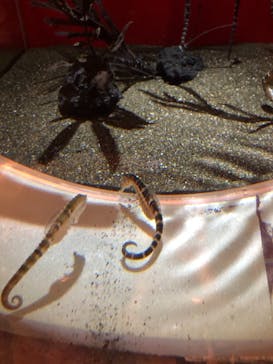 しながわ水族館に投稿された画像（2022/5/7）