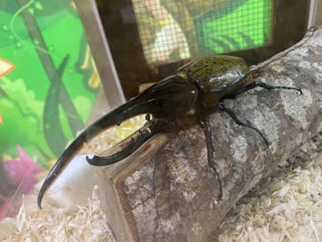 美らヤシパークオキナワ・東南植物楽園に投稿された画像（2022/5/7）