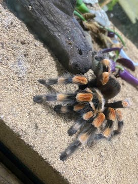 美らヤシパークオキナワ・東南植物楽園に投稿された画像（2022/5/7）