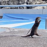 大分マリーンパレス水族館 「うみたまご」に投稿された画像（2022/5/7）