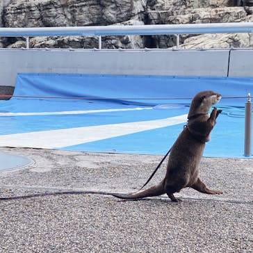 大分マリーンパレス水族館 「うみたまご」に投稿された画像（2022/5/7）