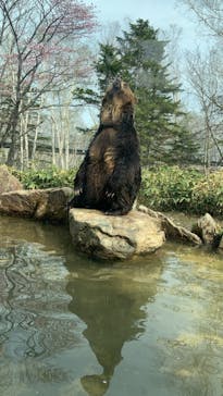 サホロリゾート　ベア･マウンテンに投稿された画像（2022/5/7）