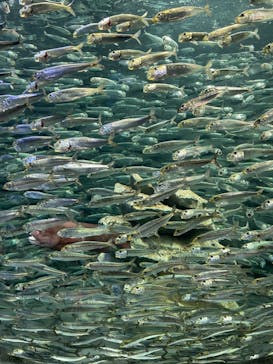 サンシャイン水族館に投稿された画像（2022/5/7）
