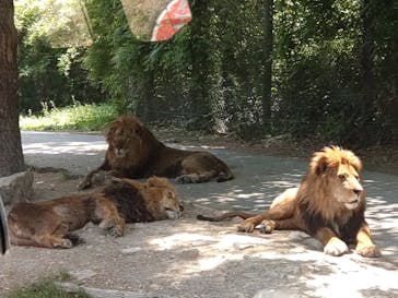 群馬サファリパークに投稿された画像（2022/5/7）