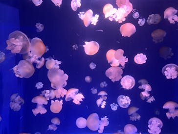 新江ノ島水族館に投稿された画像（2022/5/7）