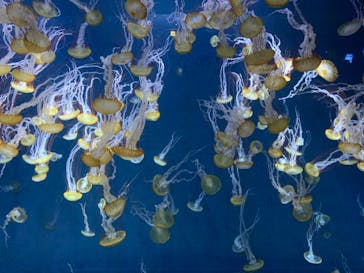 新江ノ島水族館に投稿された画像（2022/5/7）