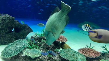 サンシャイン水族館に投稿された画像（2022/5/7）