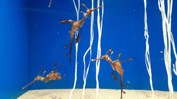 サンシャイン水族館に投稿された画像（2022/5/7）