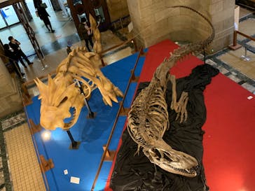 国立科学博物館　特別企画展「ポケモン化石博物館」に投稿された画像（2022/5/7）
