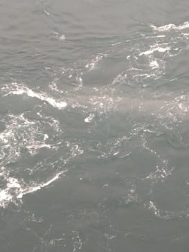 徳島県立 渦の道に投稿された画像（2022/5/7）