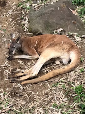 よこはま動物園ズーラシアに投稿された画像（2022/5/7）