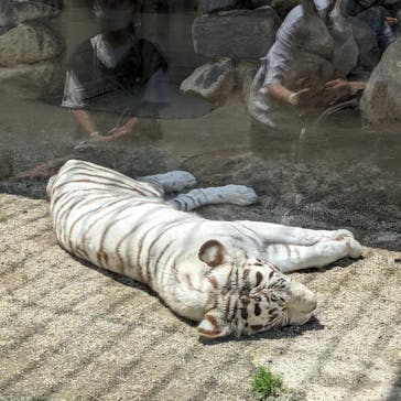 東武動物公園に投稿された画像（2022/5/7）