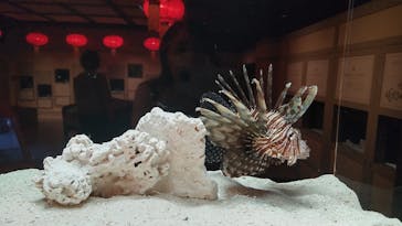 横浜開運水族館 フォーチュンアクアリウムに投稿された画像（2022/5/7）